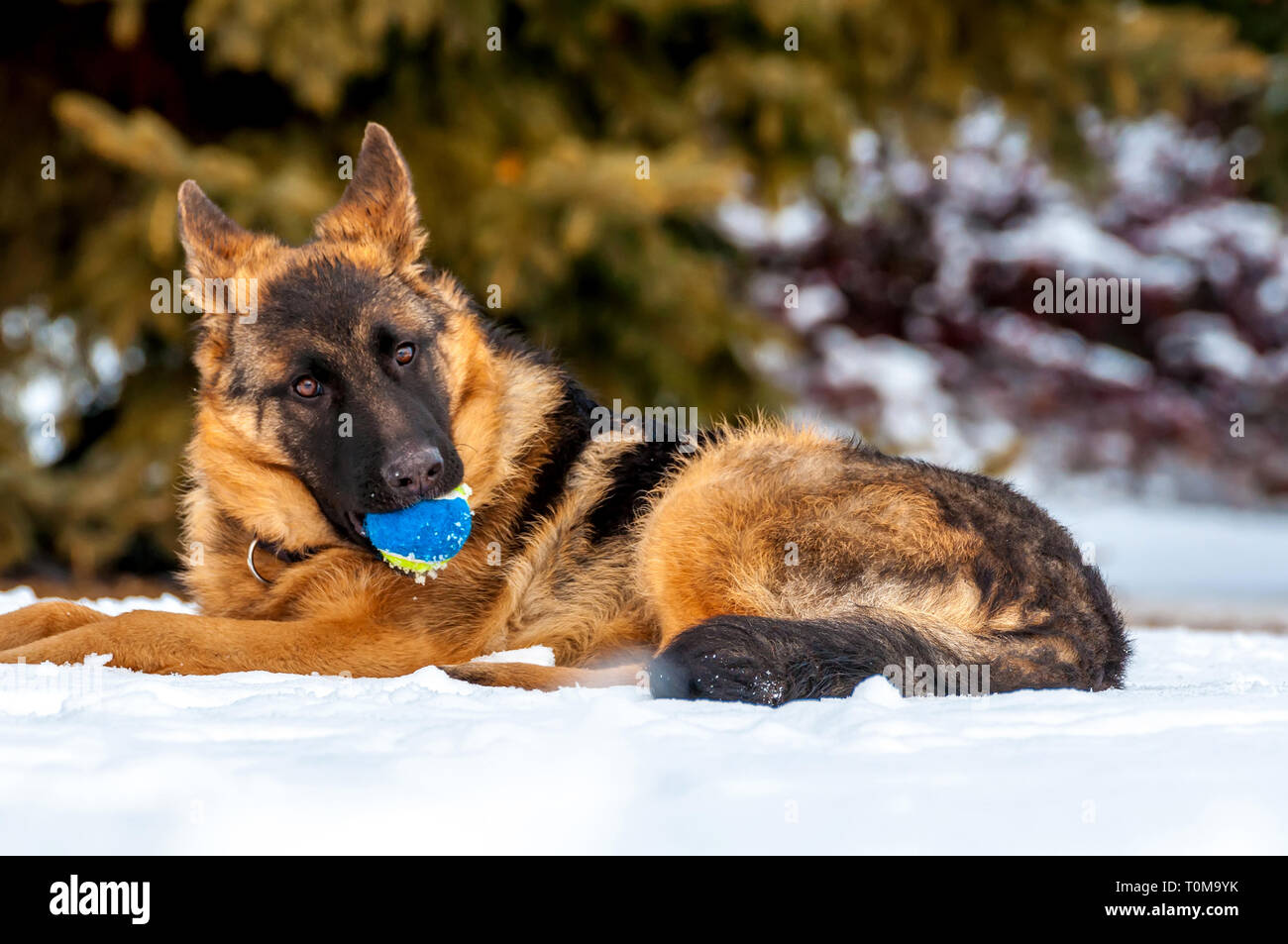 Ein schöner verspielter Schäferhund Welpe Hund spielen mit einem Tennisball im Winter im Schnee. Stockfoto