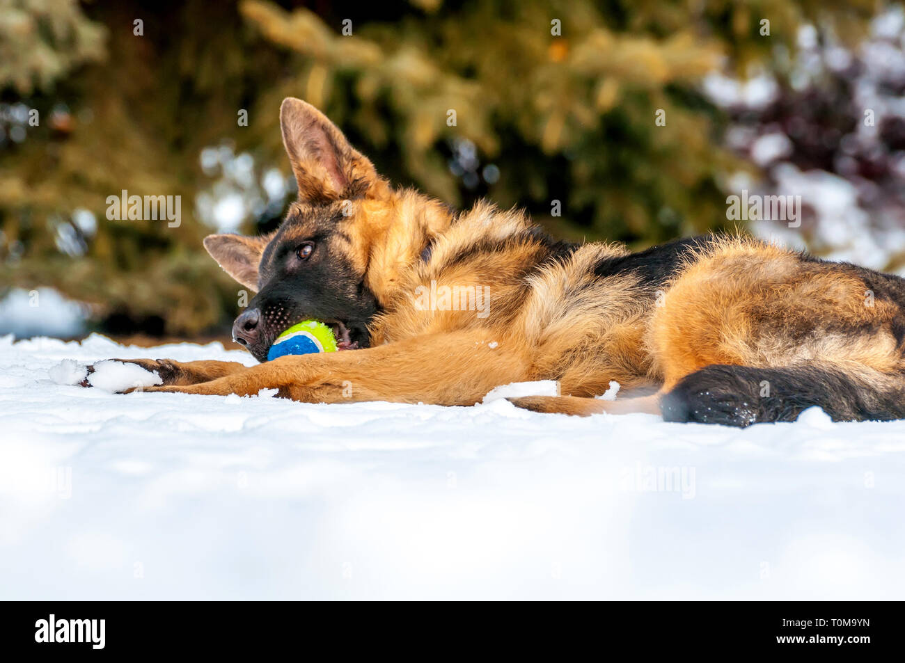 Ein schöner verspielter Schäferhund Welpe Hund spielen mit einem Tennisball im Winter im Schnee. Stockfoto