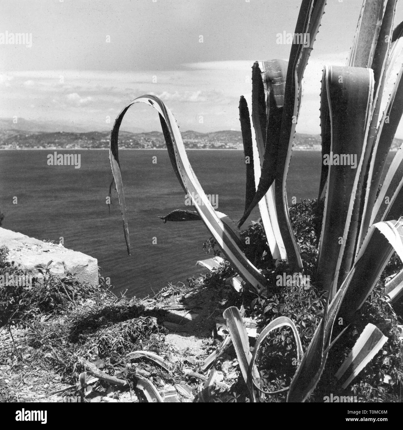Geographie/reisen, Frankreich, Küste, Cote d'Azur, die Bucht von Cannes, im Vordergrund eine Agave, 1953, Additional-Rights - Clearance-Info - Not-Available Stockfoto