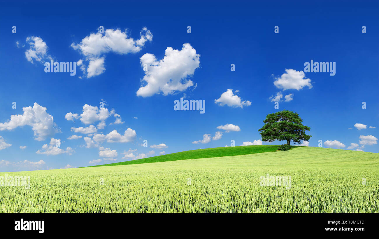 Idyllische Landschaft, einsamen Baum inmitten grüner Felder, blauer Himmel und weiße Wolken im Hintergrund Stockfoto