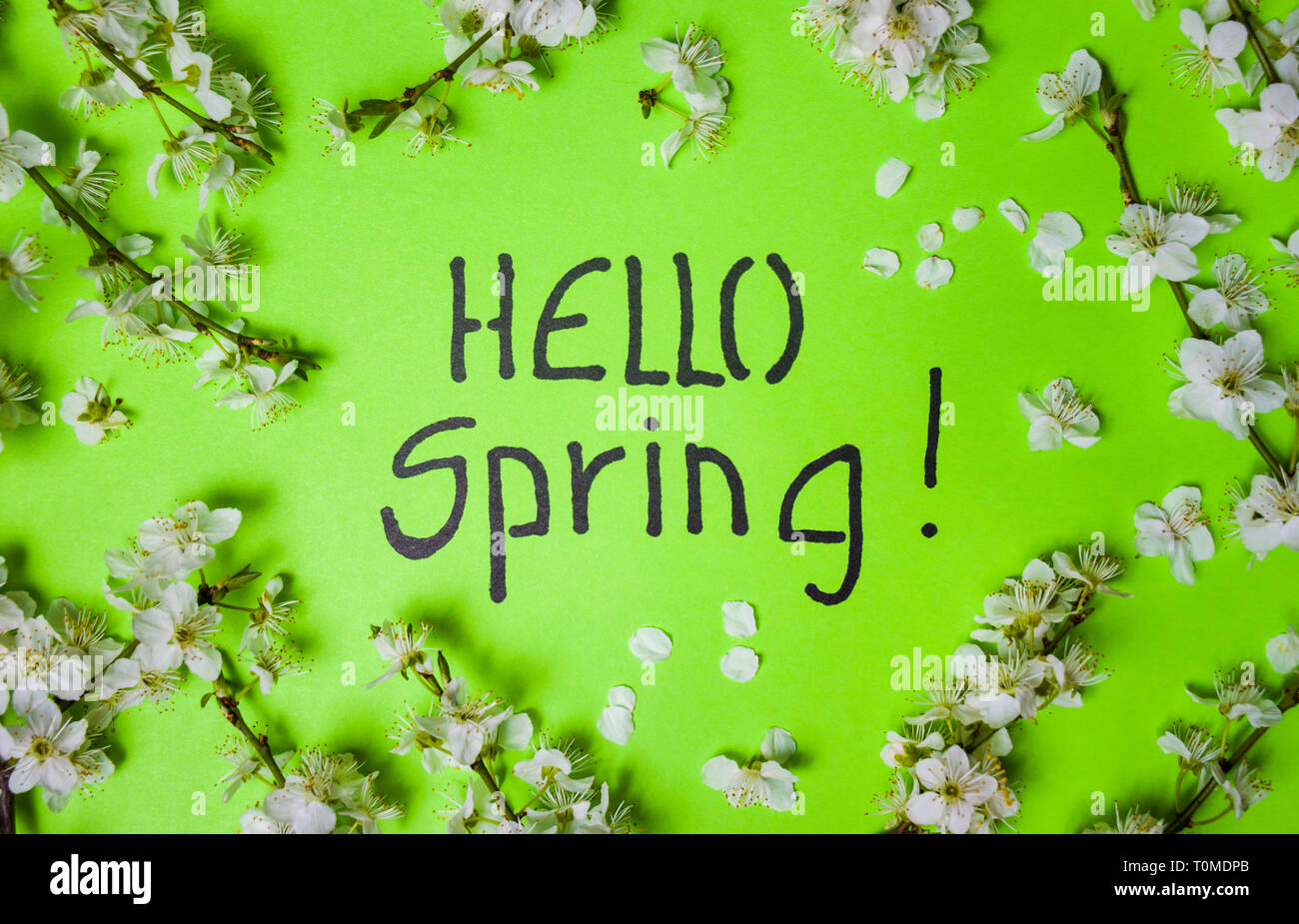 Hallo Frühling Karte mit Cherry Blossom Flowers flach Stockfoto