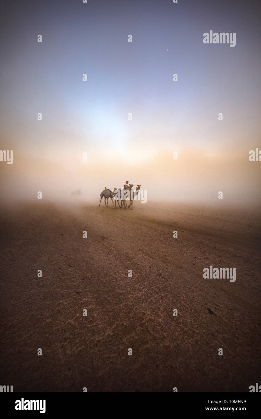 Kamelrennen in Saudi-Arabien Stockfoto