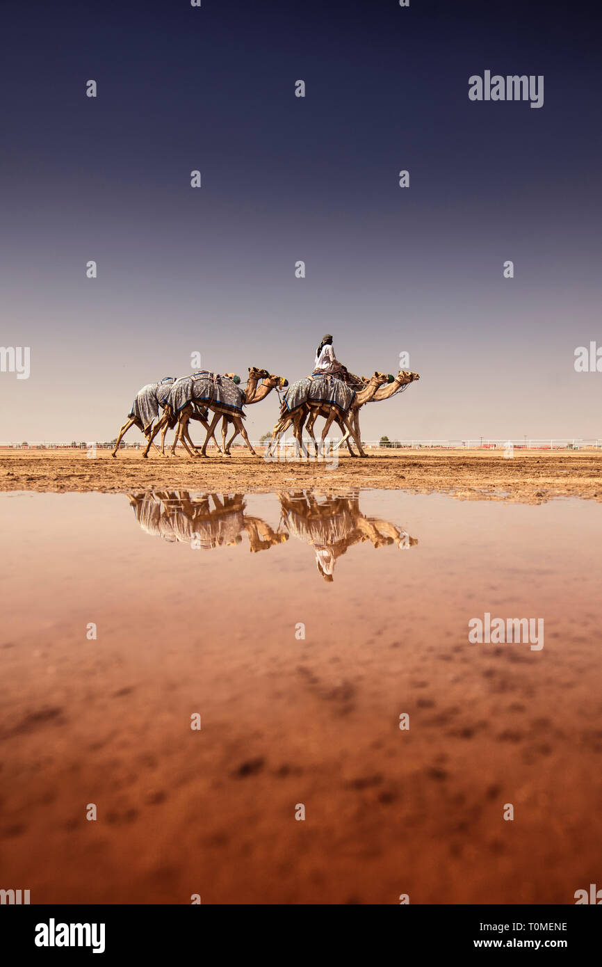 Kamele in der Pfütze spiegelt nach einem regnerischen Tag, Saudi-Arabien Stockfoto