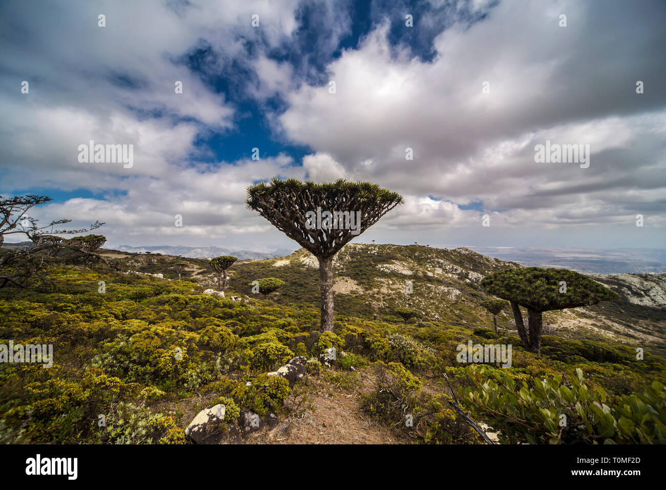 Sokotra Drachenbaum oder Drachenblutbaum, Dracaena cinnabari, Hajhir Gebirge, Sokotra Insel, Jemen Stockfoto