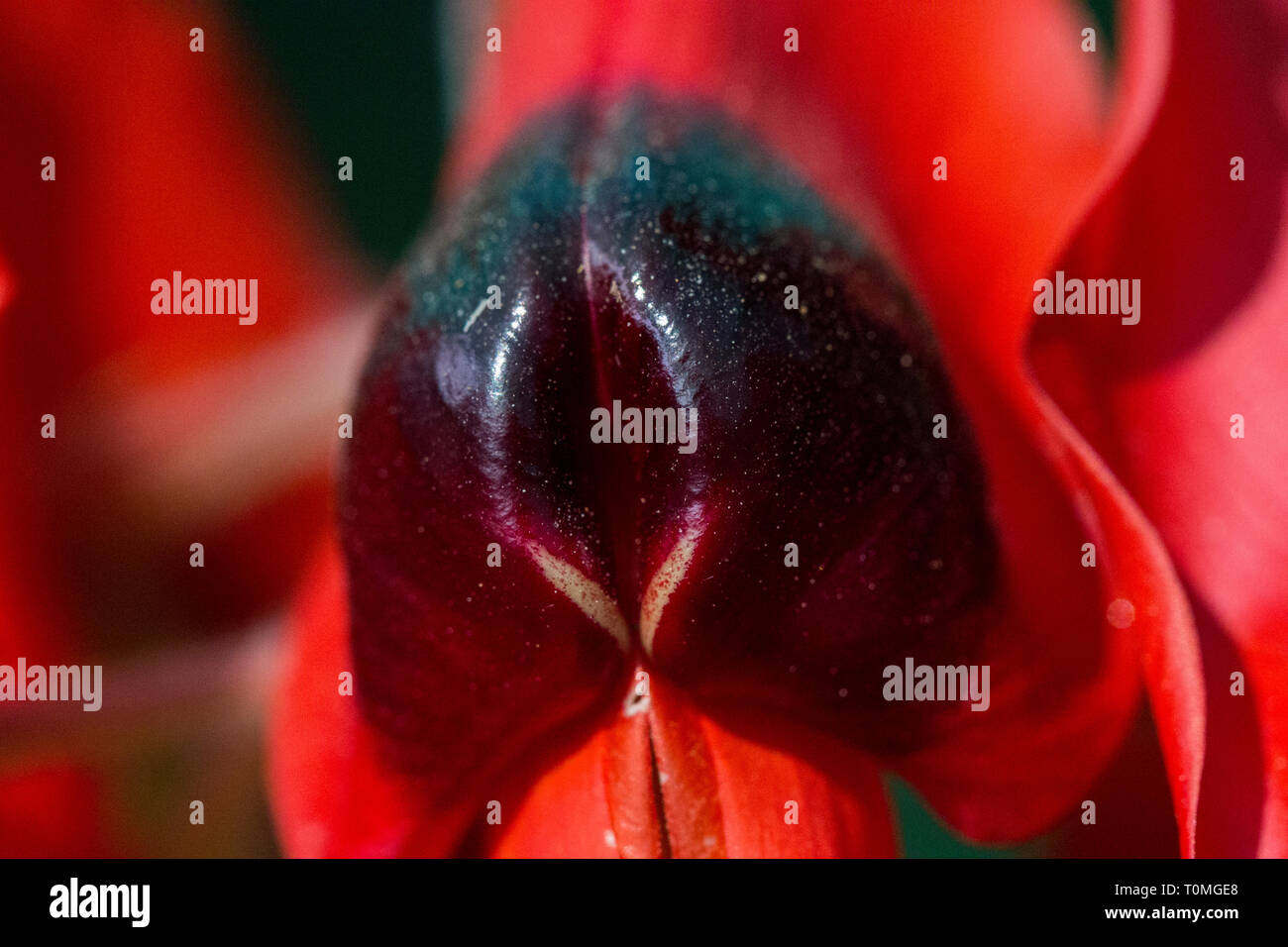 Nahaufnahme von Sturt Pea, Swainsona formosa Blume Stockfoto