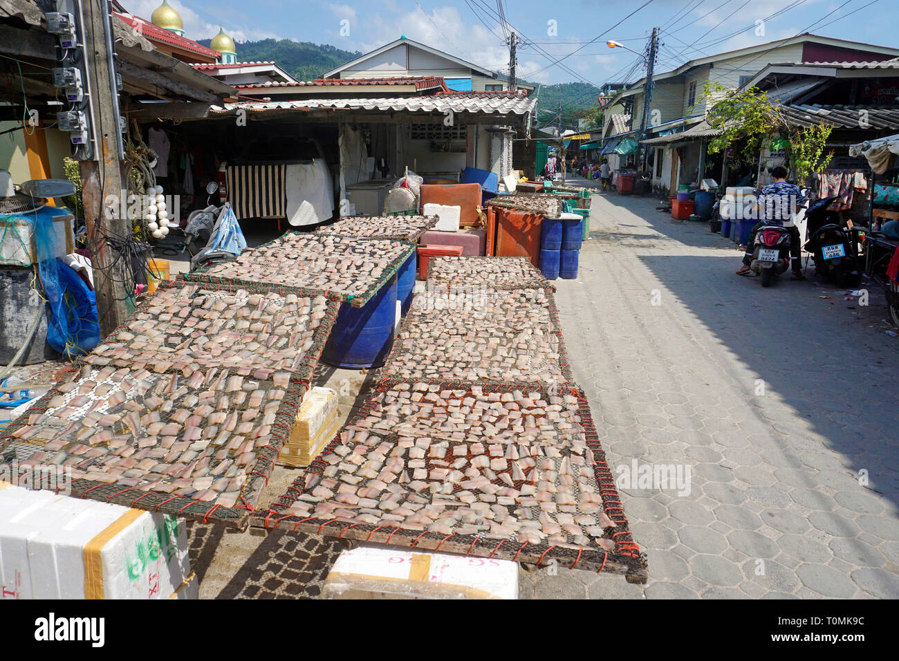Roher Fisch, entkernt und halbiert, ist das Trocknen auf einem Gitter in der Sonne, Fischerdorf Hua Thanon, Koh Samui, Golf von Thailand, Thailand Stockfoto