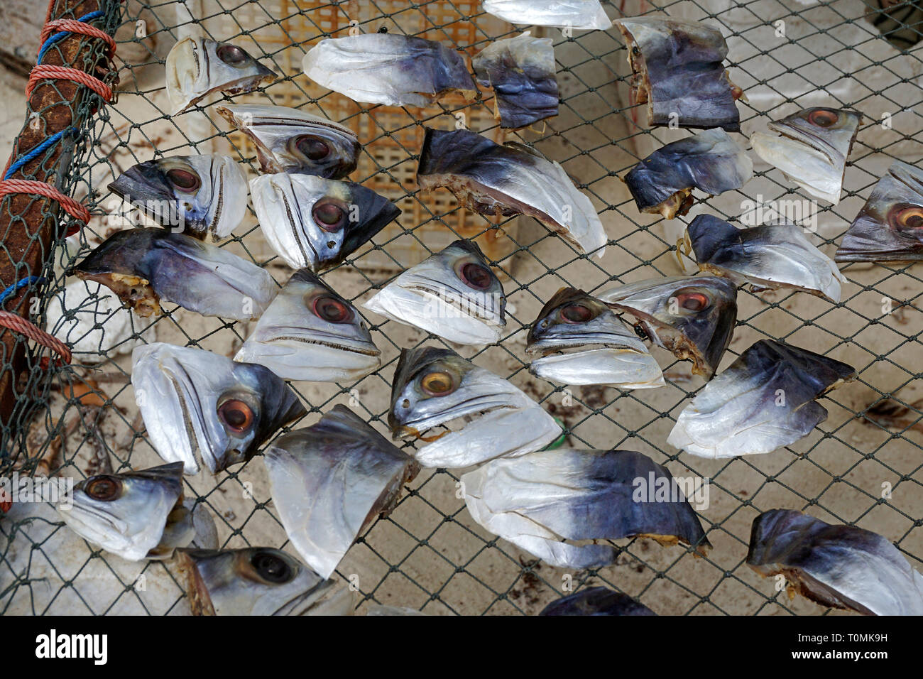 Getrennt Fischköpfe trocknen auf einem Gitter in der Sonne, Fischerdorf Hua Thanon, Koh Samui, Golf von Thailand, Thailand Stockfoto
