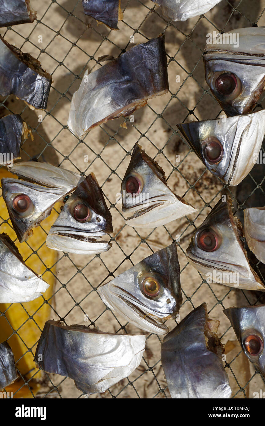 Getrennt Fischköpfe trocknen auf einem Gitter in der Sonne, Fischerdorf Hua Thanon, Koh Samui, Golf von Thailand, Thailand Stockfoto