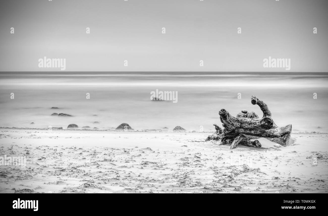 Gebrochene Trunk mit Rest der Wurzeln steht aus Sand am Meer. Der baumstumpf mit Wurzeln im Wasser auf leeren Ufer, klare, gelbe Sand. Natürliche backgroun Stockfoto