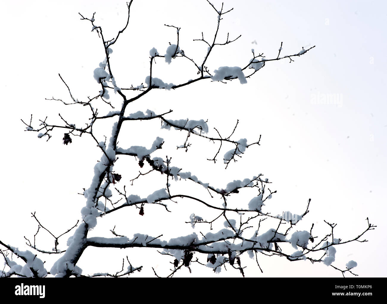 Schweden, Winter, Kältesten, Jahreszeit, Regionen, Einfrieren, Temperaturen, Eis, Schnee Stockfoto