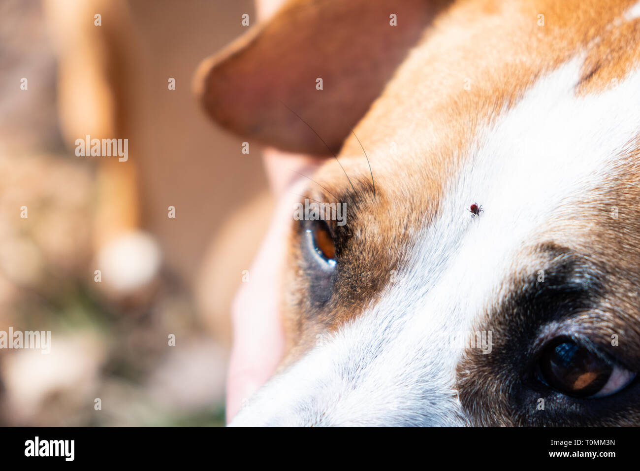 Klicken Sie auf einen Hund, eine Nahaufnahme. Milbe kriechen auf den Kopf eines inländischen Haustier Spaziergang im Freien Stockfoto