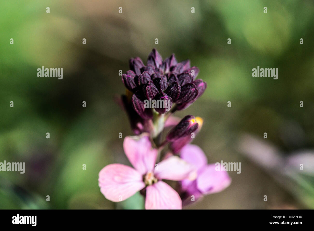 Nahaufnahme der Blüten einer Erysimum' Chelsea Jacke" Stockfoto