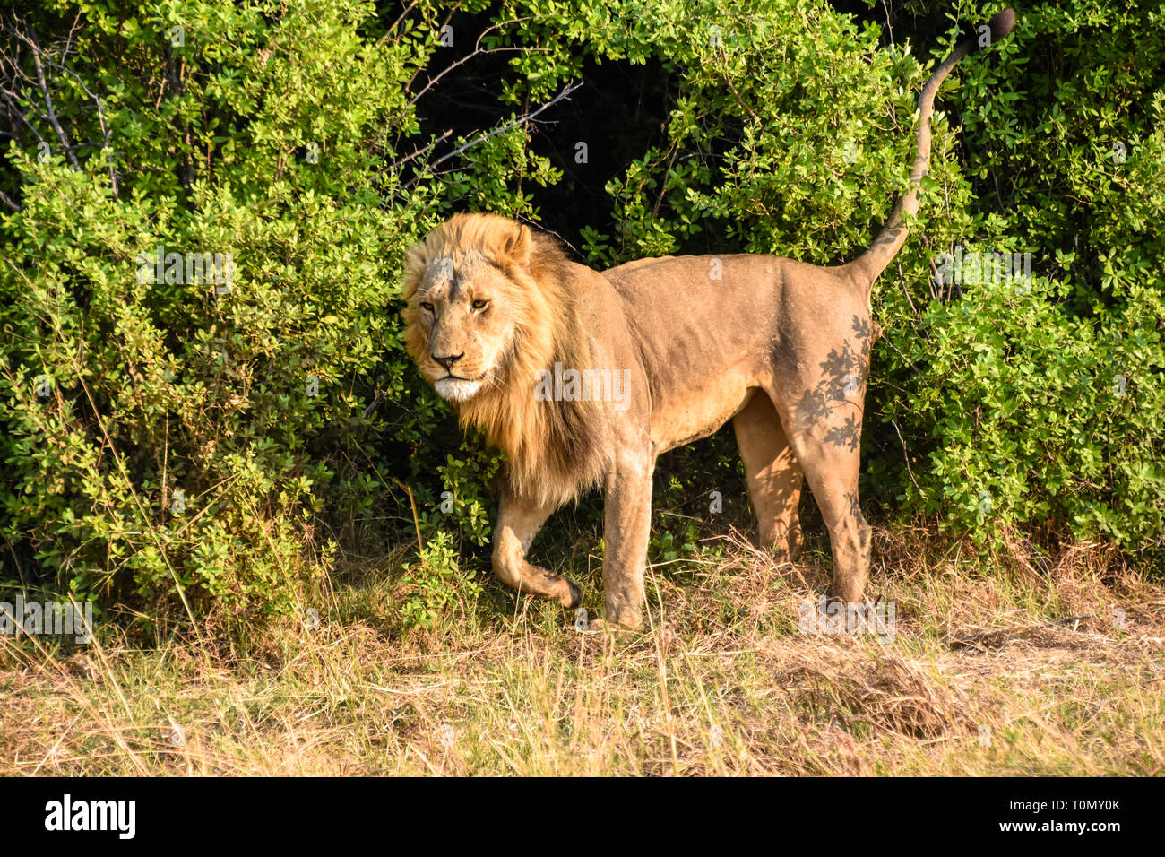 Savuti und Chobe National Park, Botswana. September 2017 - männliche Löwe seine Wange auf Büschen reibt sein Revier zu markieren. Stockfoto