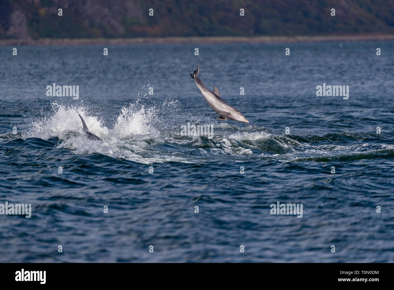 Große Tümmler; Springen; Tursiops truncatus; Schottland; VEREINIGTES KÖNIGREICH Stockfoto