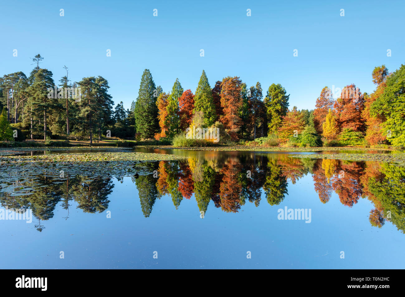 Herbst Reflexionen an Nationalen Bedgebury Pinetum und Wald in Kent. Stockfoto