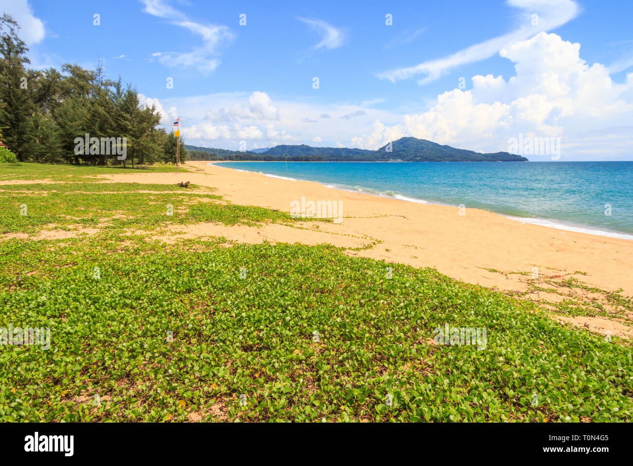 Ipomoea pes-caprae, auch bekannt als bayhops, Beach morning glory oder der Ziege Fuß auf Mai Khao Beach, Phuket, Thailand Stockfoto