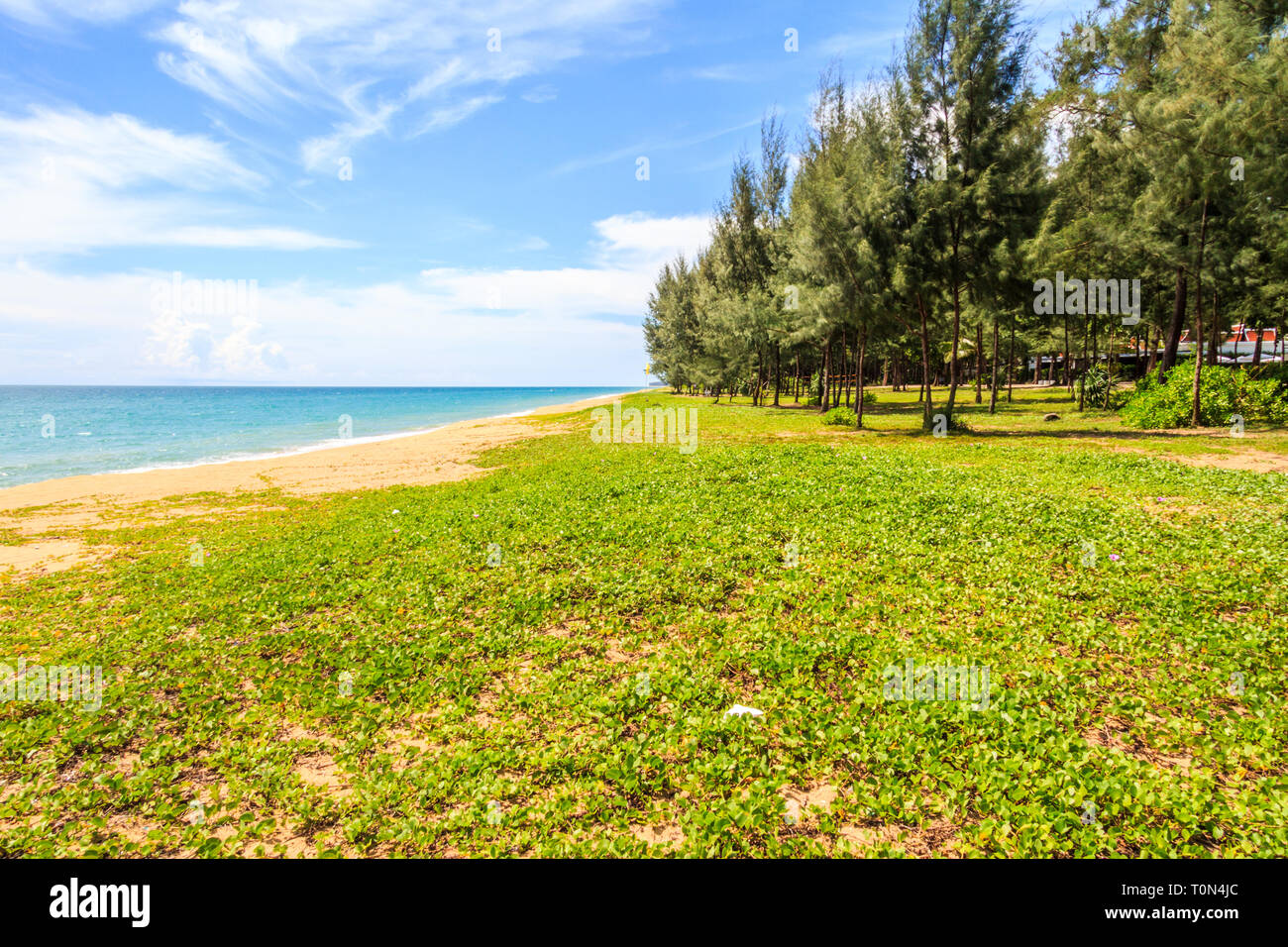 Ipomoea pes-caprae, auch bekannt als bayhops, Beach morning glory oder der Ziege Fuß auf Mai Khao Beach, Phuket, Thailand Stockfoto