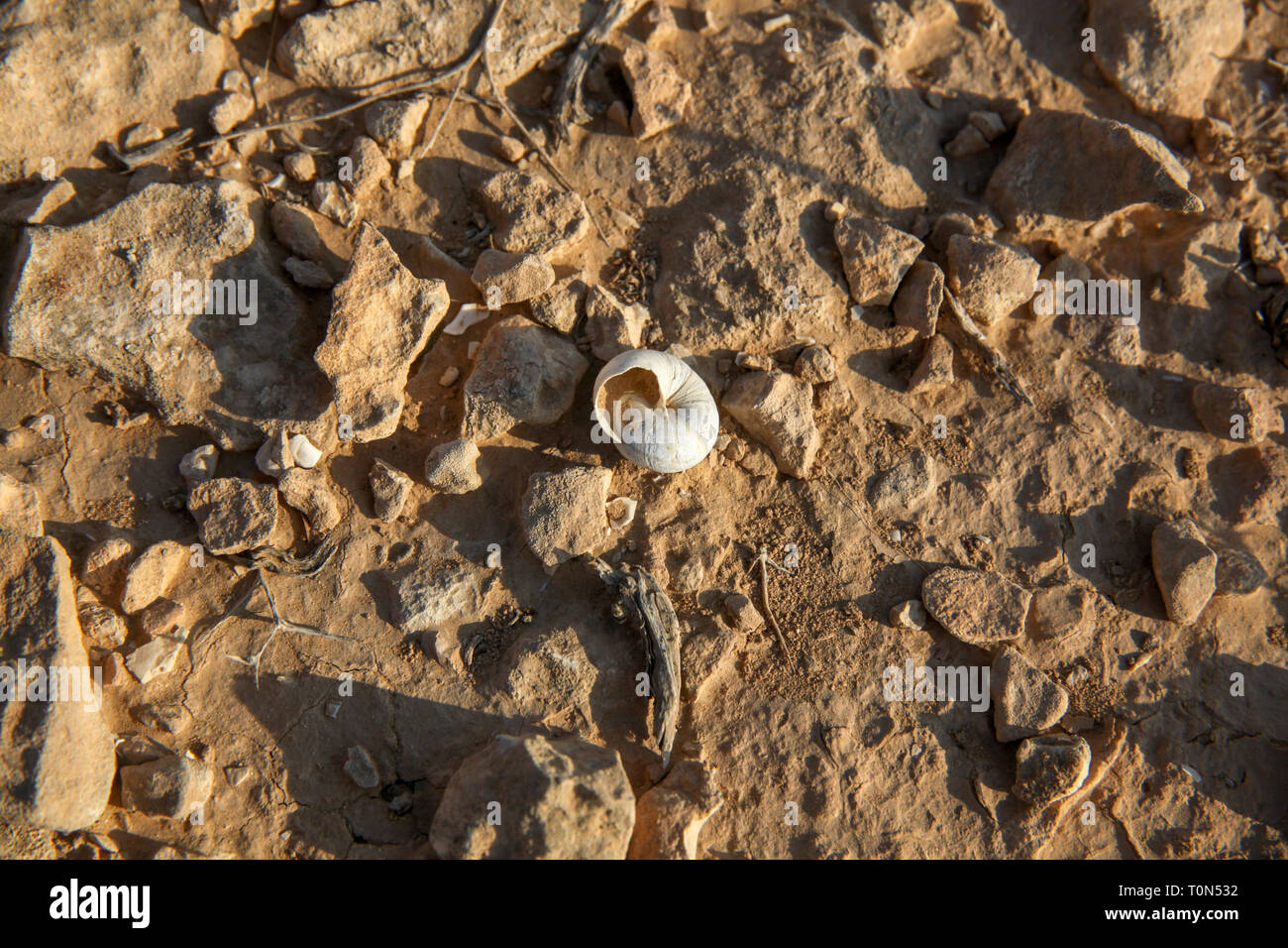 Israel, Negev Wüste, leere Schneckenhäuser Stockfoto