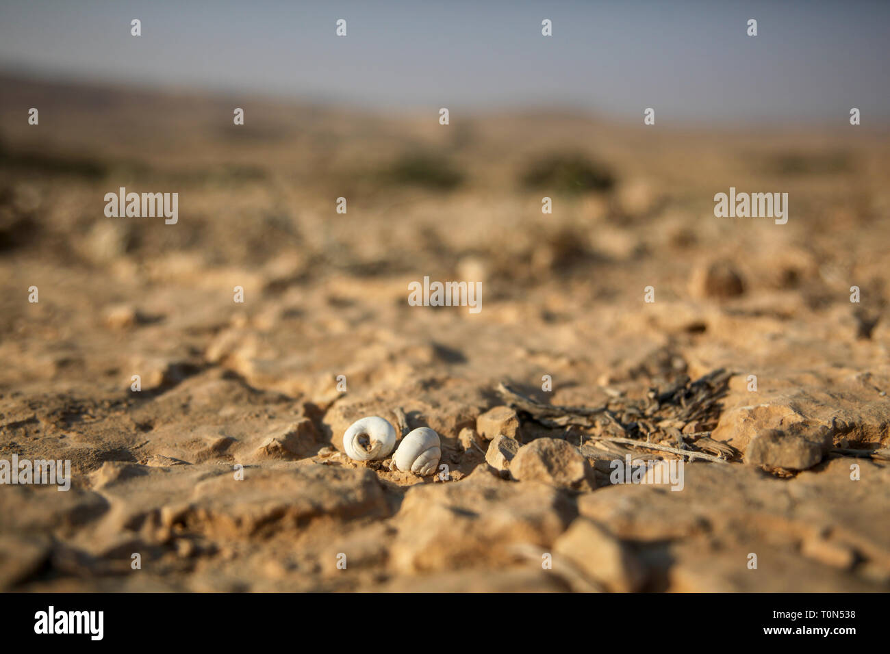Israel, Negev Wüste, leere Schneckenhäuser Stockfoto