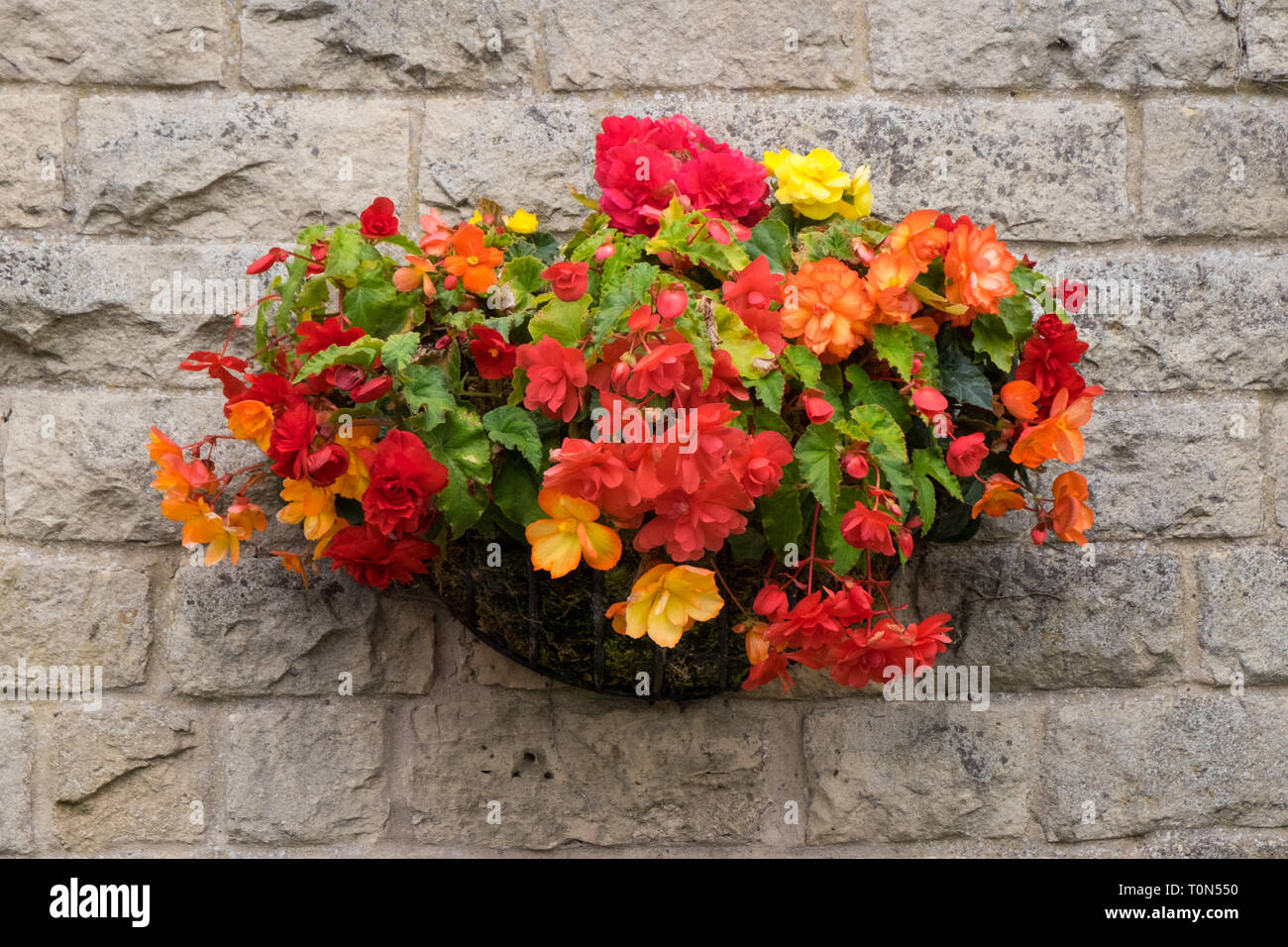 Hängenden Korb voller Orangen Begonien außerhalb hängend als Dekoration an der Wand eines Gebäudes. Stockfoto