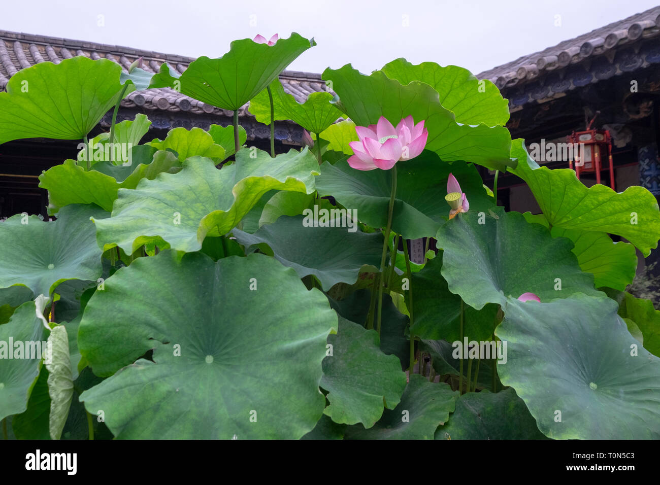 Blüte rosa die Heilige Lotusblume (Nelumbo nucifera) bei Zhu Familie Haus fotografiert, Jianshui Alte Stadt, Provinz Yunnan, China im September Stockfoto