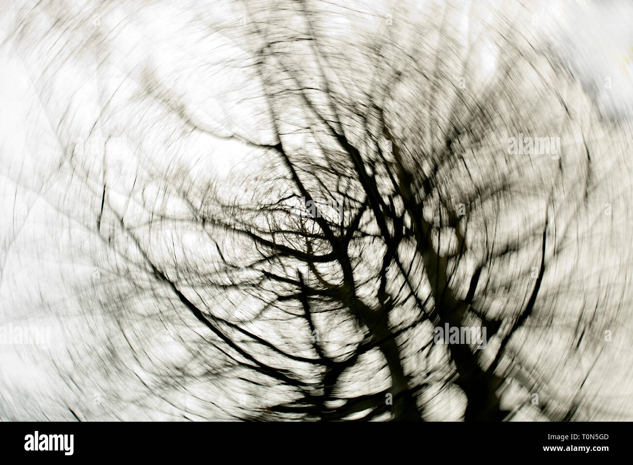 Europa, England, Wald von Dean. Blattlosen winter baum Abstract von unten mit wirbelnden Wirkung. Stockfoto