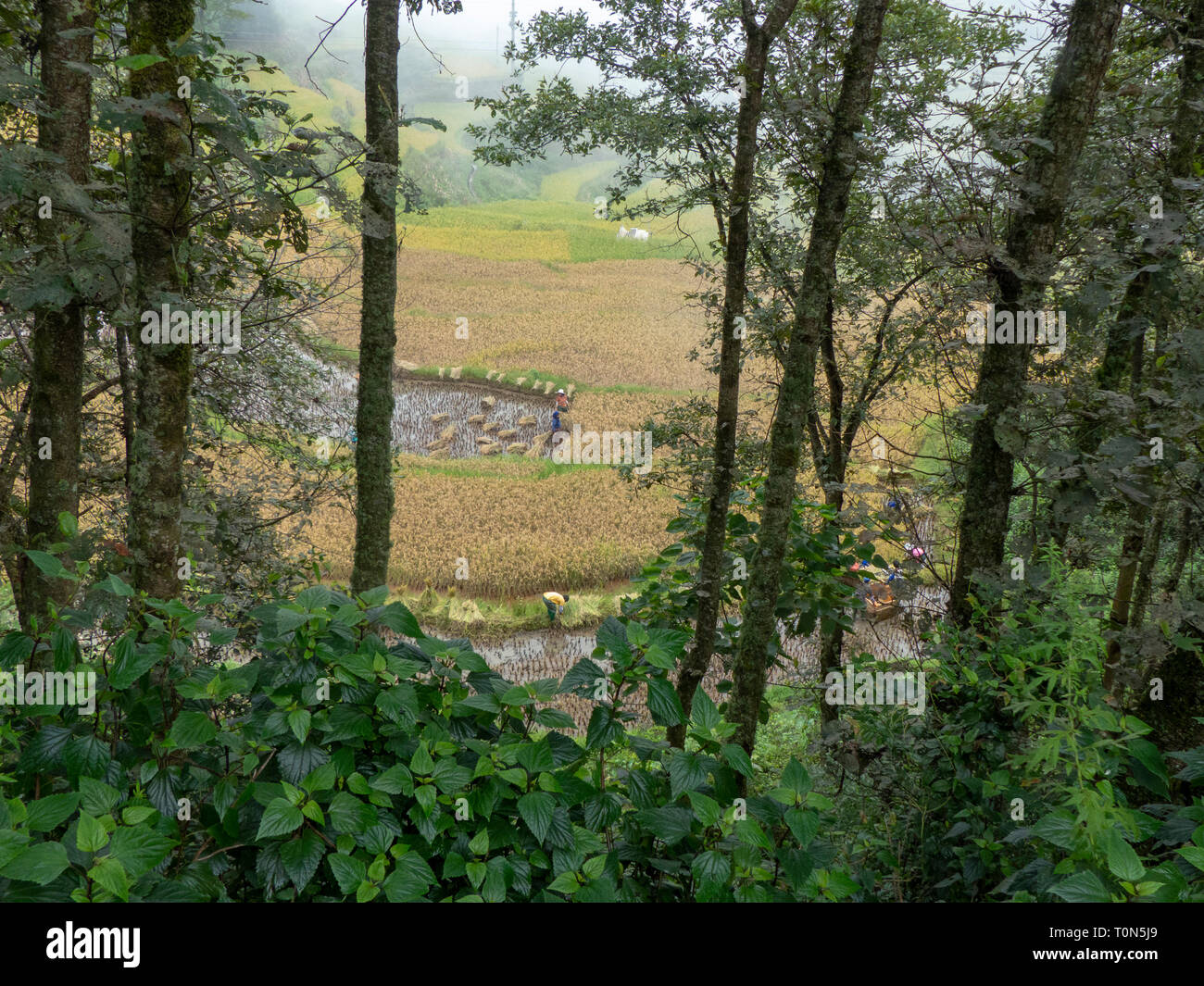 Ansicht zwischen Bambus Bäume auf einem kleinen Bauernhof von Reisfeldern, Yunnan, China umgeben. Stockfoto