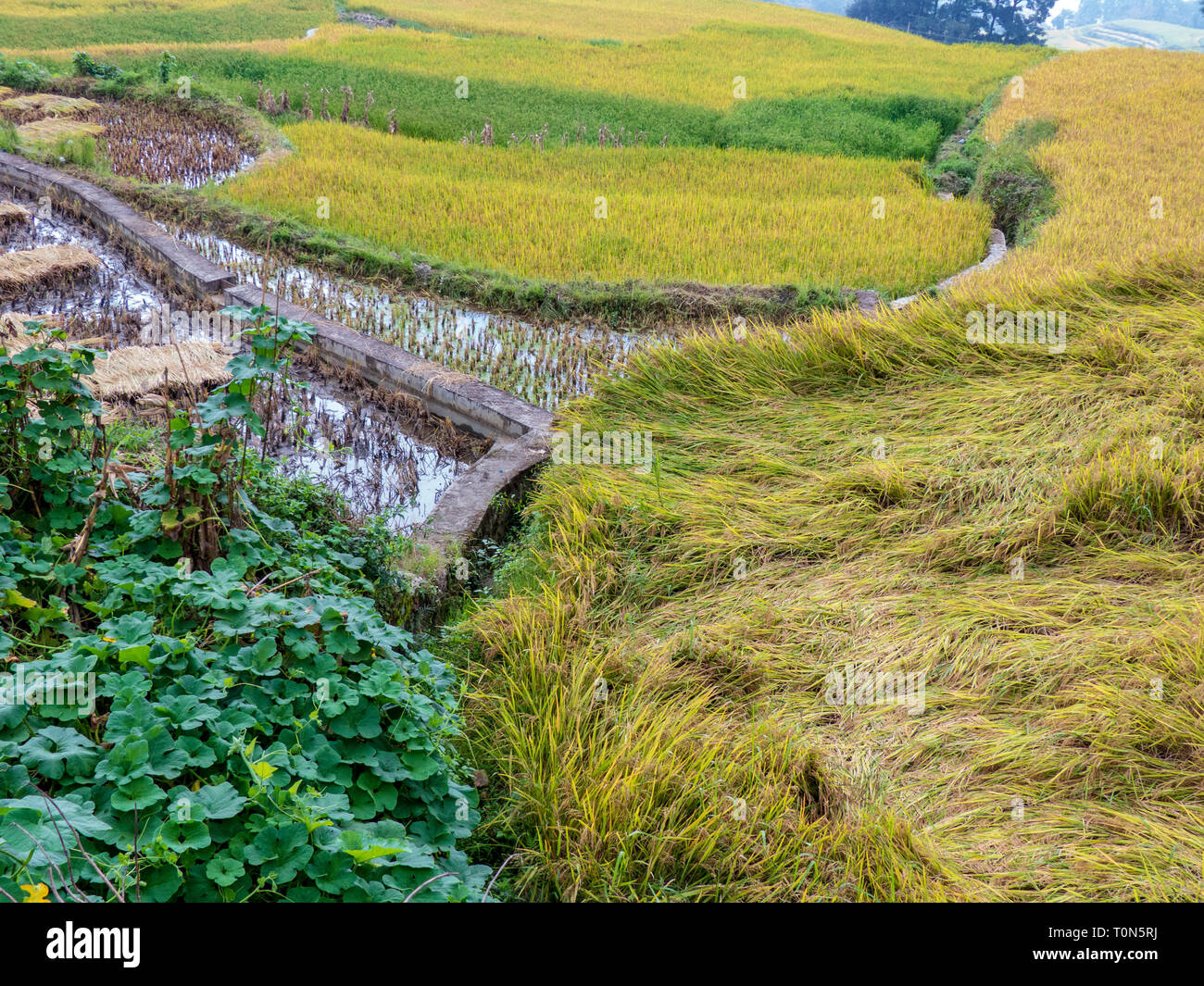 Reisterrassen in der Provinz Yunnan, China Stockfoto