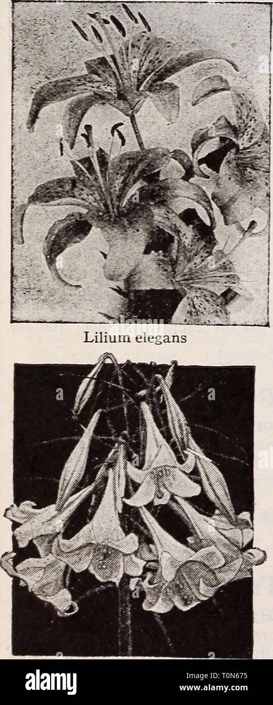 Dreer's Lampen Pflanzen, Sträucher und dreer's Lampen Pflanzen, Sträucher und Samen für den Herbst Pflanzung: Herbst 1937 dreersbulbsplant 1937 henr Jahr: 1937 Lilium Candidum Madonnenlilie Pflanzen Lilie Lampen Bitte beachten Sie, dass der Liefertermin für die unter- schiedlichen Sorten, die auf die Zeit der Glühlampen Reifen abhängt. Es sei denn, Sie sind bereit für die empfangenen spät zu interessieren, schlagen wir vor, dass Sie im Frühjahr als Glühbirnen kaufen sind so umkommen - in der Lage, dass wir nicht die Rückkehr zu akzeptieren. Abdeckung der Boden wo Lilien mit Heu, Stroh usw. angepflanzt werden, die Frost, bis das Einpflanzen von Zeit zu halten. Philippinense formosanum Drea Stockfoto