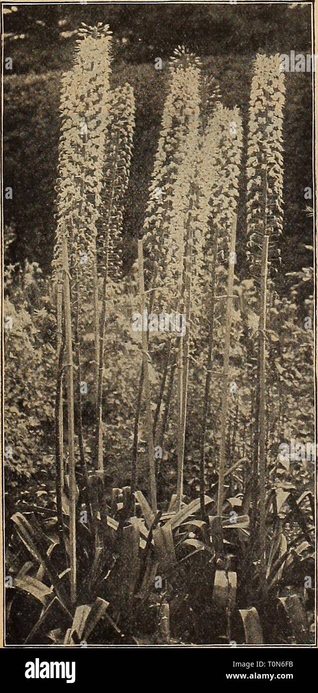Dreer ist Herbst Katalog 1917 (1917) Dreer ist Herbst Katalog 1917 dreersautumncata 1917 henr Jahr: 1917 1 lENRTADKERJ> HILADaPHIAfA -^ BULBSF 0 REAbbPk: ANT 27 CHIONODOXA (Herrlichkeit der Schnee) Diese zählen zu den schönsten unserer Frühling - Blumenzwiebeln, in Blume kommt bald nach der Schnee verschwunden ist. Wächst gut in jeder guten Gartenboden, und wenn einmal gepflanzt erfordert keine weitere Pflege. Am besten aussieht, wenn in den Zeilen oder Klumpen von 2-5 oder mehr Lampen gepflanzt. Luciliae-. Blumen von einem leuchtenden Himmel-blau, mit Weiß. 20 cts. Pro dtz.; 1,25 $ pro 100; $ 10,00 pro 1000. Luciliee Gigantea. Ein sehr Disti Stockfoto