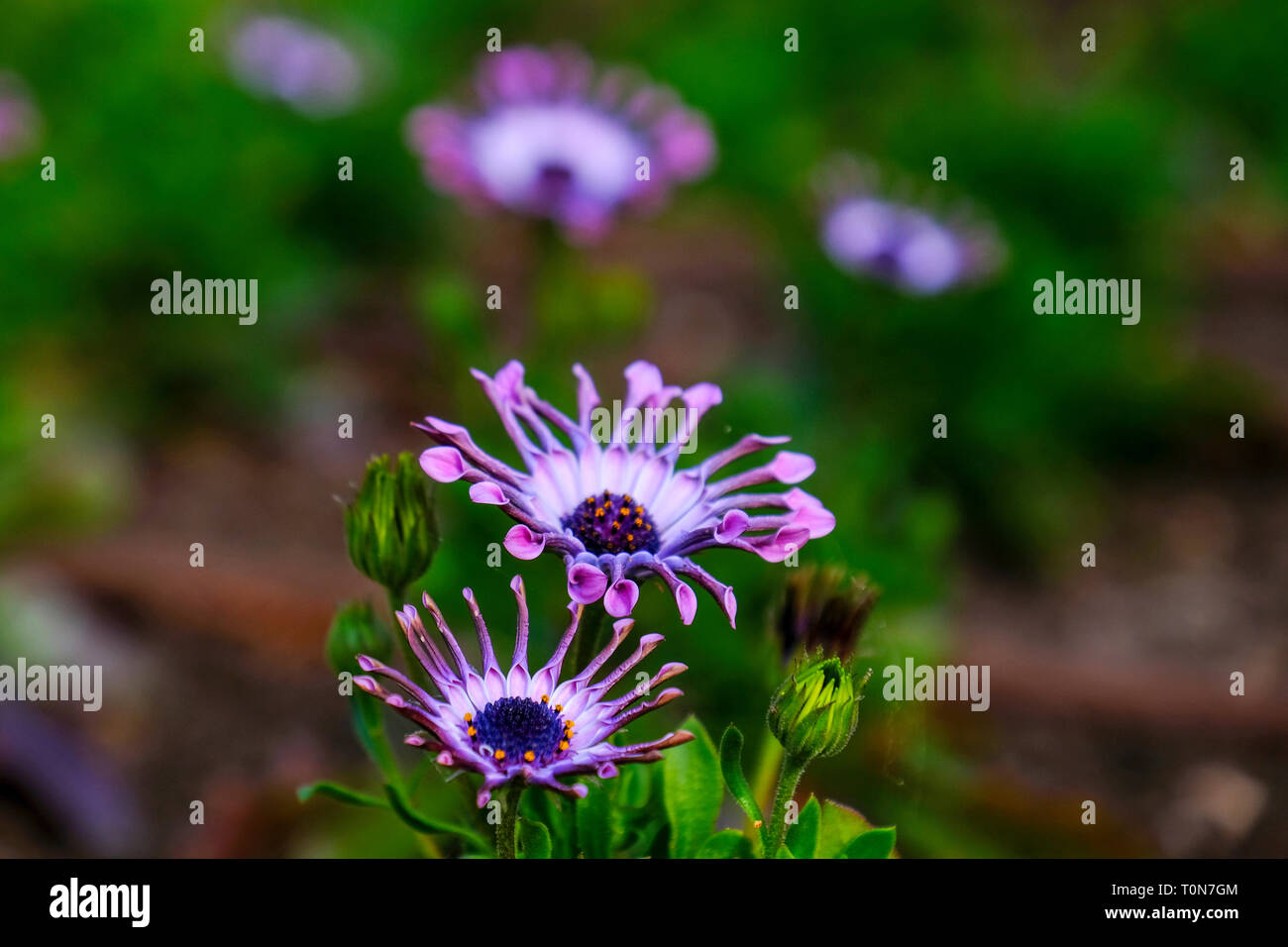 Osteospermum gehört zur Familie der Compositae (Asteraceae) oder Daisy-Familie. Die Pflanze stammt aus Südafrika und ist daher auch u bekannt Stockfoto