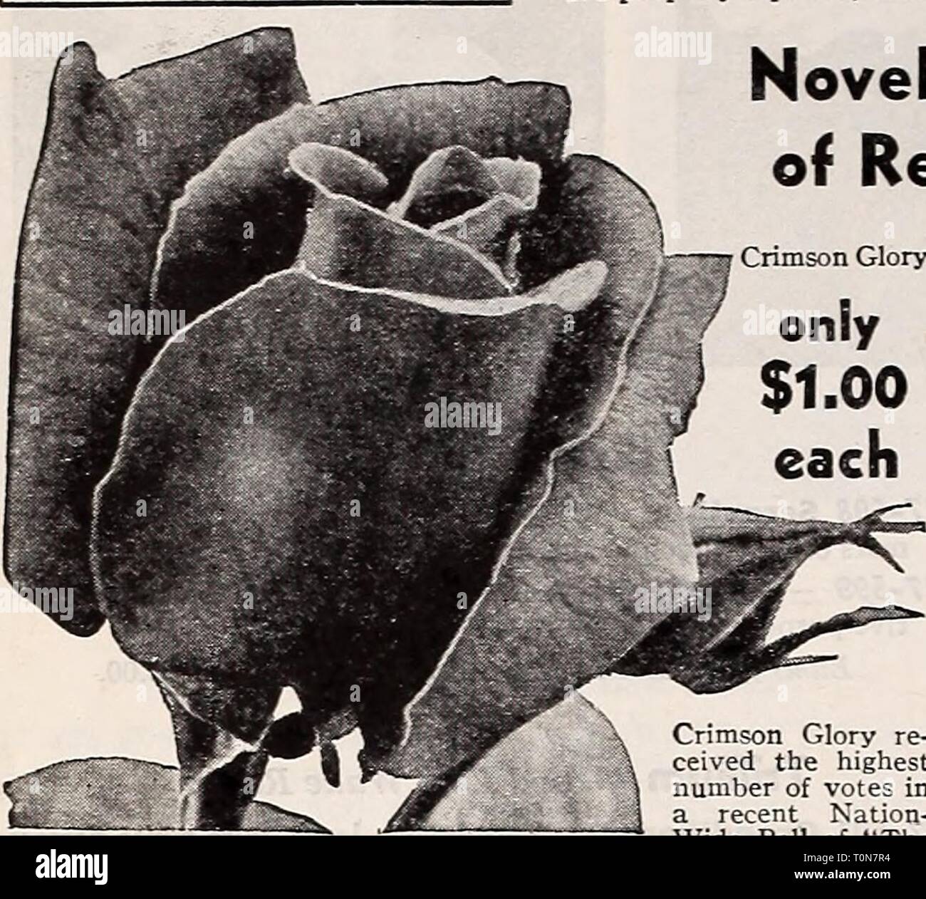 Dreer ist Herbst einpflanzen Leitfaden für Herbst einpflanzen Dreer's Guide  für 1941 dreersautumnplan 1941 henr Jahr: 1941 Rosen per Mail wenn Rosen  per Mail gewünscht sind, beachten Sie bitte Ihre Überweisung 10 % % % % % %  % % (