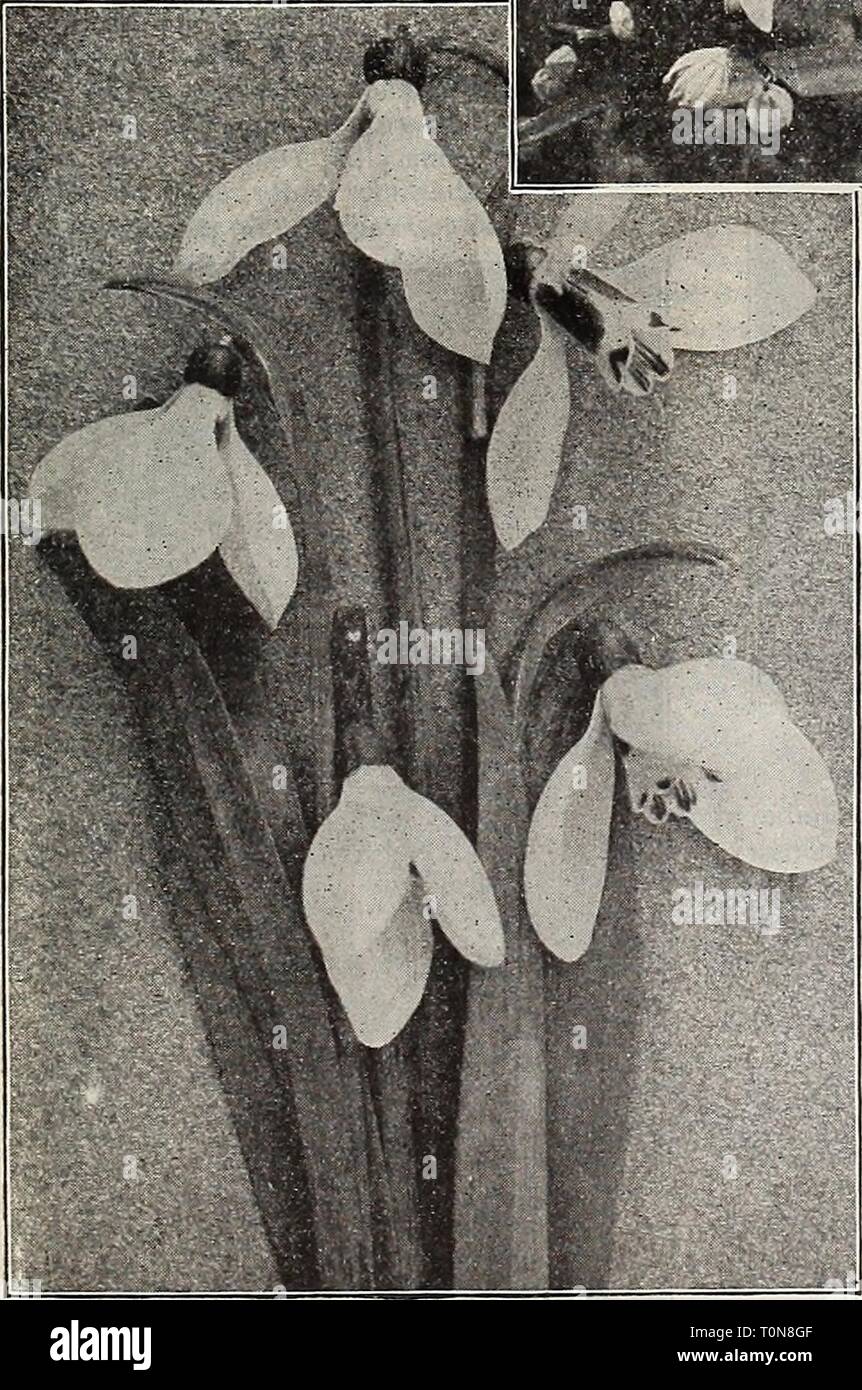 Dreer's 1910 Herbst Katalog (1910) Dreer's 1910 Herbst Katalog 1910 Herbst 1910 dreers henr Jahr: 1910 • tJEIiRyADRKR - PHIIADWHIA^^ BULBSFORIAbbWNTINCrl SCILX. Als (Squills) - Sibirtea. Dies ist eines der schönsten Frühling-blühenden Blumenzwiebeln,. der Zwerg Gewohnheit, mit Sprays von exquisiten reichen blaue Blüten. In Massen gewachsen, in Verbindung mit Krokus, Chionodoxas und Schneeglöckchen, die Wirkung ist charmant. Wertvolle für Kanten, und ein Dutzend Lampen in einem 5-Zoll-Topf machen einen hübschen Effekt, wenn gewachsen im Innenbereich. 20 Cts. Pro dtz.; 1,25 $ pro 100; 10 $ 00 pro 1000. Campanulata {Spanisch Bine-Glocke oder Holz Hyazinthe). Ein bea Stockfoto