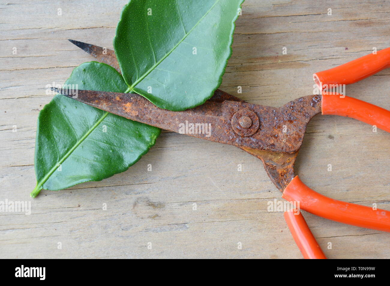 Alten rostigen Schere mit roter Griff schneiden Lemon Leaf auf Holzbrett Stockfoto