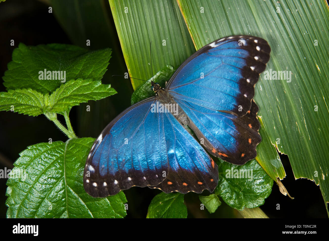 Menelaus Blue Morpho Butterfly Stockfoto