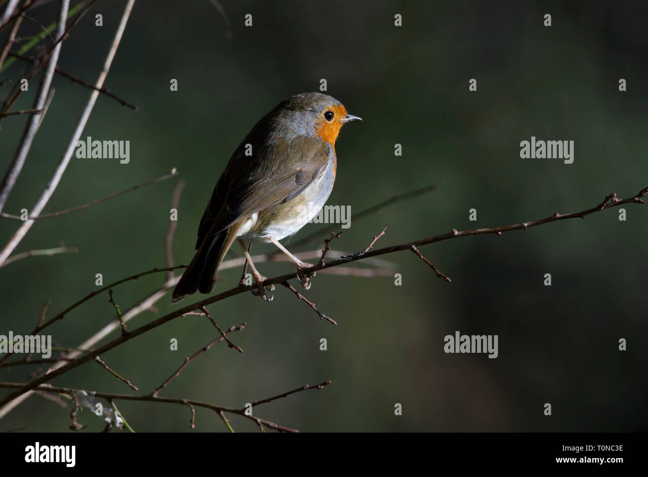 Robin Redbreast thronte auf EINEM Zweig Stockfoto