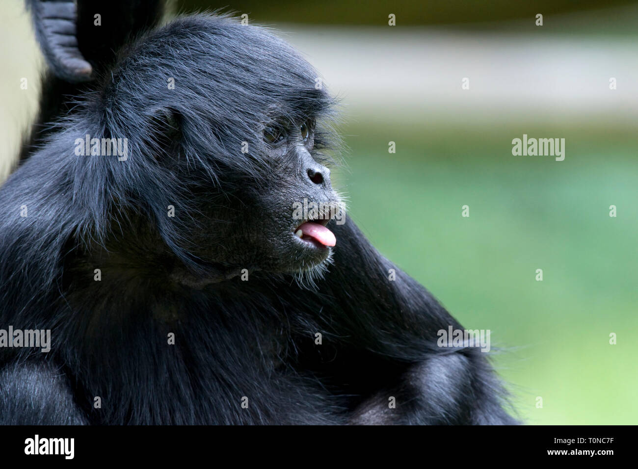 Kolumbianische schwarzer Klammeraffe Stockfoto