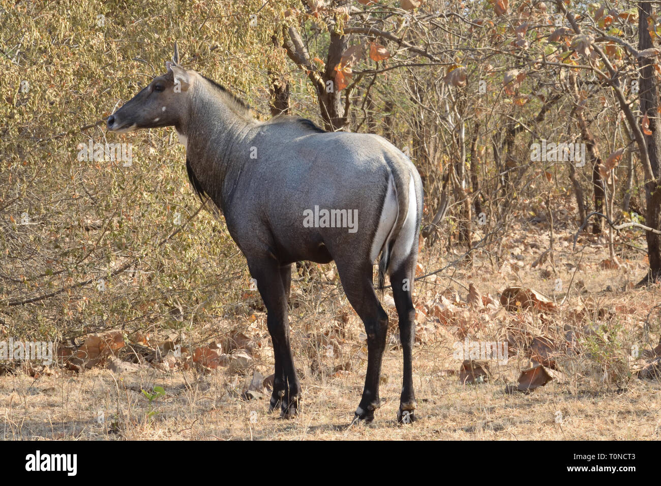 Mit nilgai der Blue Bull Begegnung Stockfoto