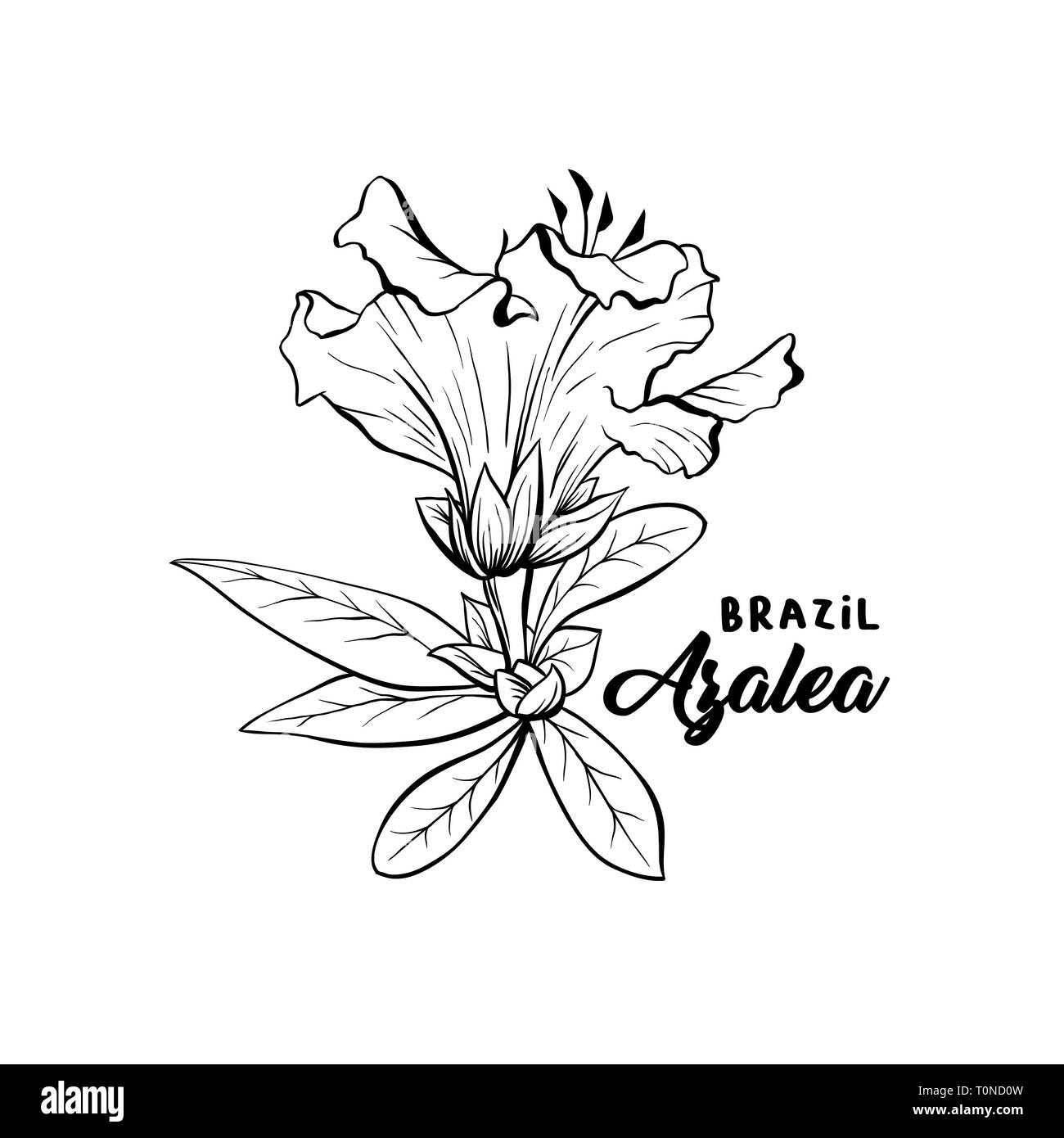 Azalea Blume brasilianischen Symbol, ericaceae Blumen, hand gezeichnete logo Illustration. Schönen blühenden Pflanze inky Skizze. Freehand übersicht Blumen blühen. Monochrome grafik design Element isoliert Stock Vektor