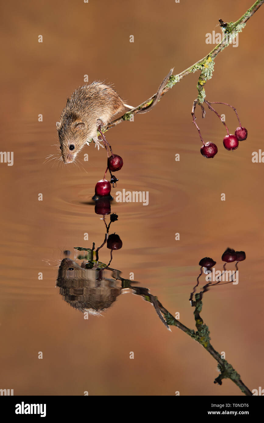 Eine kleine Ernte maus Salden auf den Zweig über Wasser mit seiner Reflexion dauert es ein Getränk Stockfoto