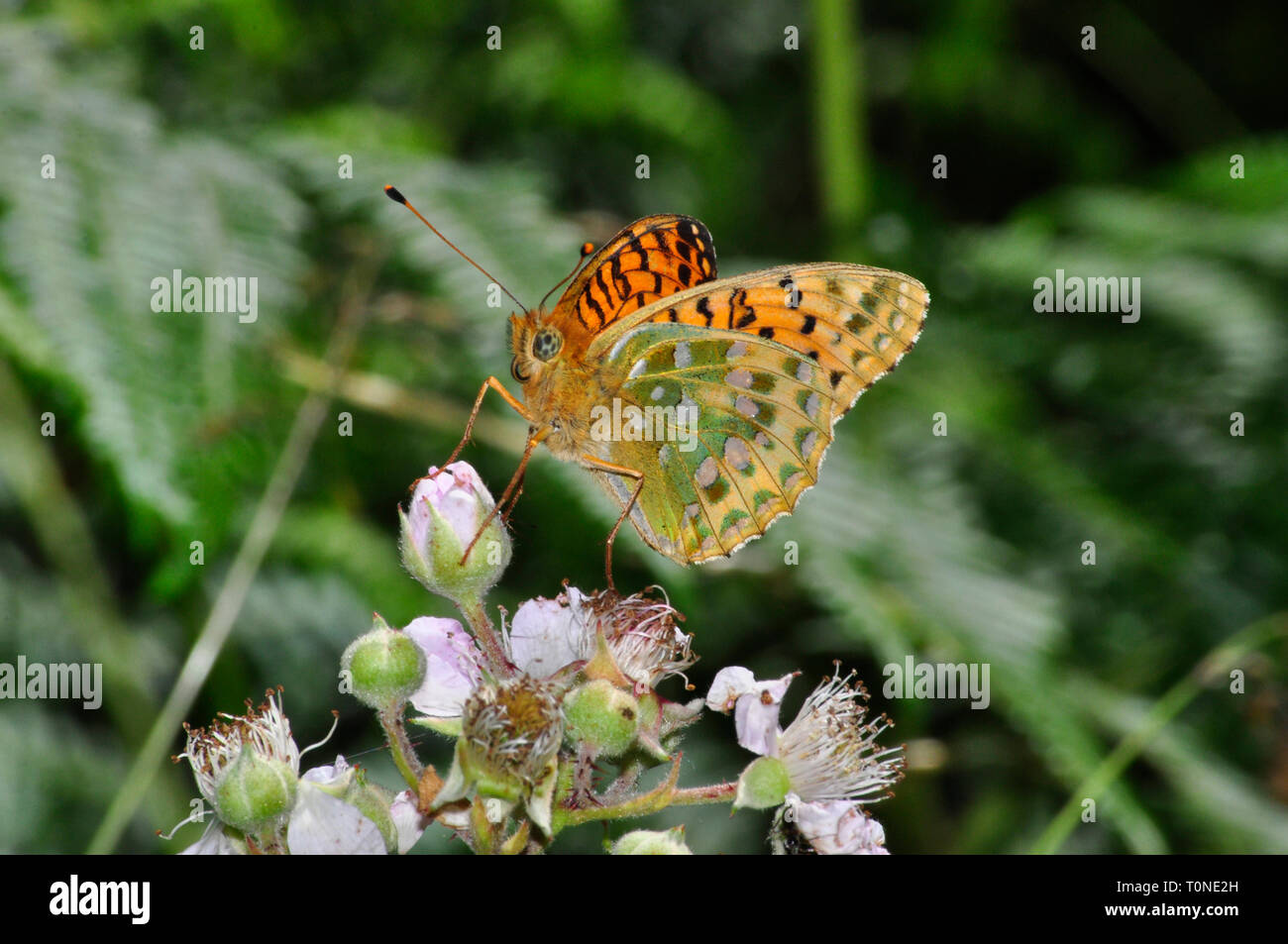 Dunkelgrün Fritillaryschmetterling, 'Ceriagrion Doris', die hellen underwing Muster, Juli August, Devon, Großbritannien Stockfoto