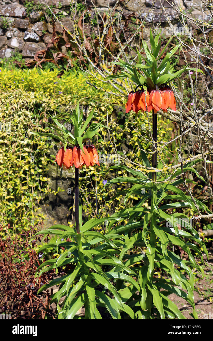 Fritillaria imperialis, Kaiserkrone, Imperial fritillary oder Kaiser's Crown Stockfoto