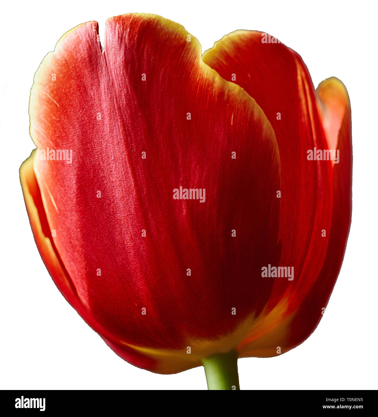 Ungeöffnete rote Tulpe bud Close-up. Russland, Moskau, Urlaub, Geschenk, Stimmung, Natur, blume, pflanze, Bouquet, Makro. Isoliert, weißer Hintergrund Stockfoto