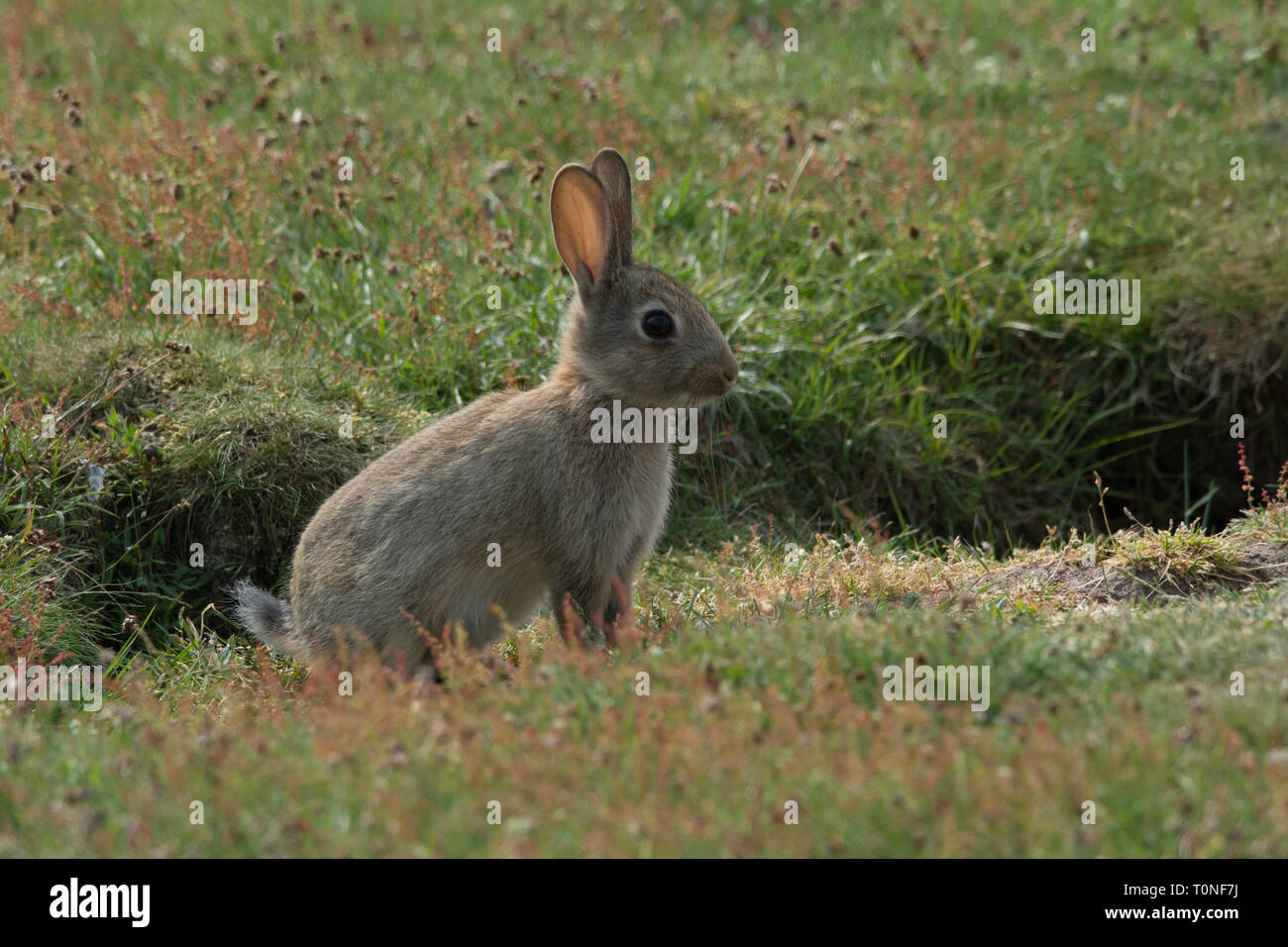 Junge Kaninchen in Feld Stockfoto