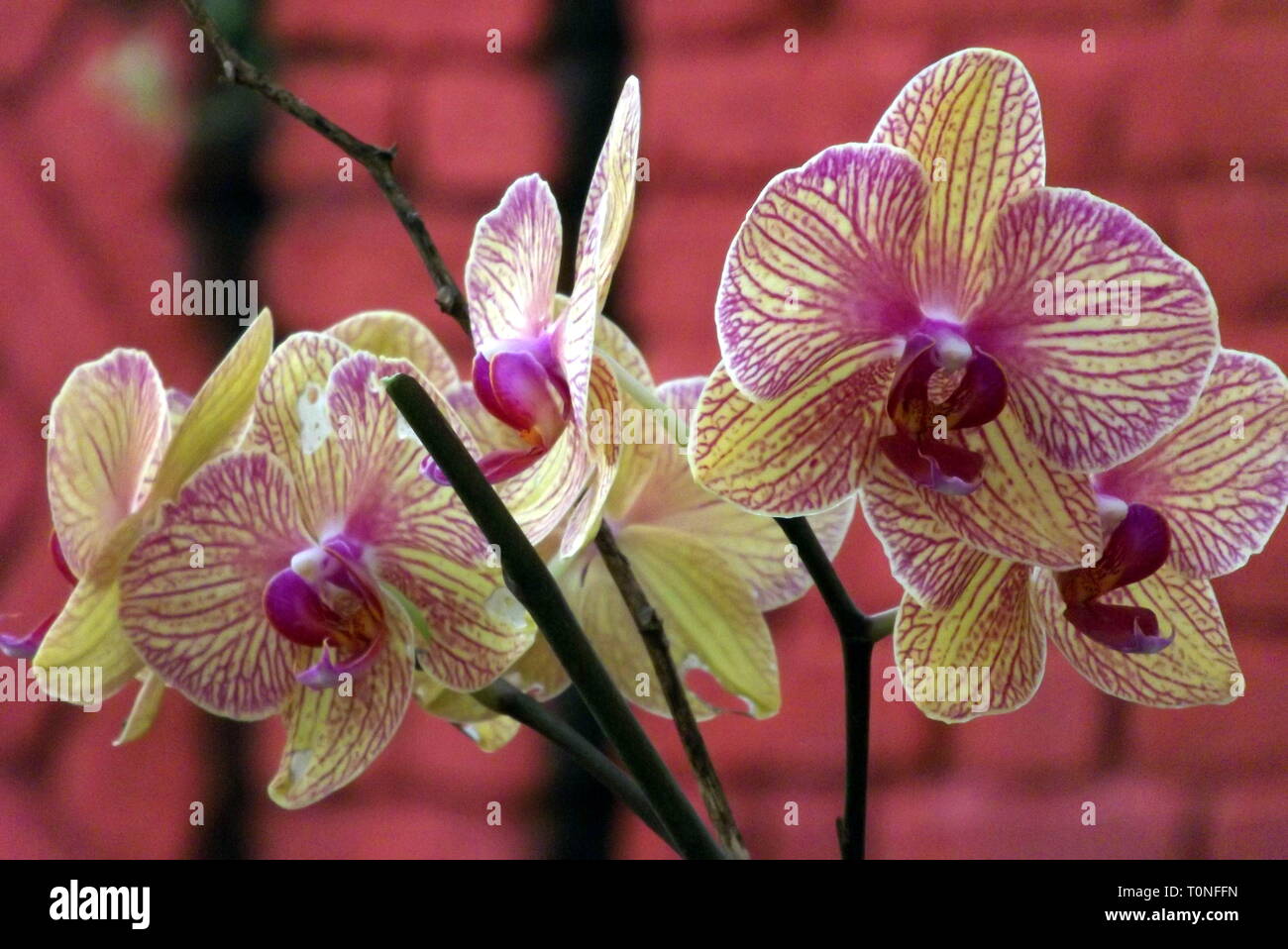 Exotische falter Orchideen in Mahabaleshwar, Maharashtra, Indien Stockfoto
