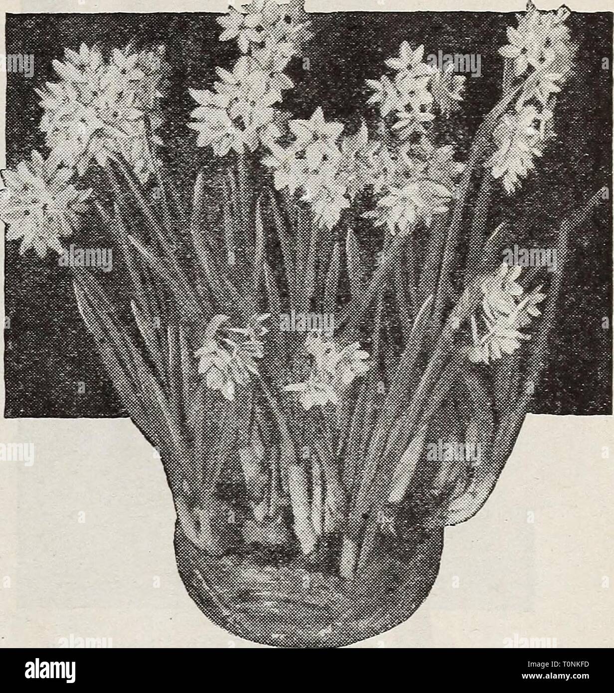 Dreer's Lampen Pflanzen, Sträucher und dreer's Lampen Pflanzen, Sträucher und Samen für den Herbst Pflanzung: Herbst 1937 dreersbulbsplant 1937 henr Jahr: 1937 ein potful von Blumen aus einer Glühlampe Cluster von Multiflora Hyazinthe Jedes dieser Lampe Clustern werden 7 oder 8 gut geformte Blütenstände, die der bekannte niederländische Hyazinthen ähneln, obwohl sie kleiner sind und anmutiger produzieren. Sie haben einen herrlichen Duft und künstlerischen Charme. In einem kühlen Raum mit einer Temperatur von 60 bis 65 Grad F. Jede Lampe Cluster in einem einzelnen Behälter verpackt ist, wachsen. Weiß Rosa Blau eine der drei Farben: 50 c Jeder Stockfoto