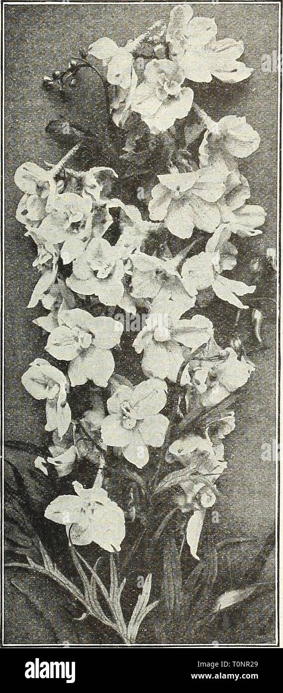 Dreer ist Herbst Katalog 1922 (1922) Dreer ist Herbst Katalog 1922 dreersautumncata 1922 henr Jahr: 1922 37 RITTERSPORN (Hardy Larkspur.) Diese zu Recht eines der beliebtesten Themen im hardy Grenze; Der einfachste Kultur; völlig winterhart. Sie werden Ihnen etablieren -^Elfen in fast jedem Garten Boden, sondern reagieren schnell auf liberale Behandlung. Belladonna. Die Freiesten und die meisten Kontinuierliche blühen von allen. Die klare türkis-blau der Blumen ist beispiellos für Deli - wirksamkeitsstudien und Schönheit. BellamOSUm. Dies ist ein dunkles Blau Form der populären hellblau Belladonna, mit denen es in Ha identisch ist. Stockfoto