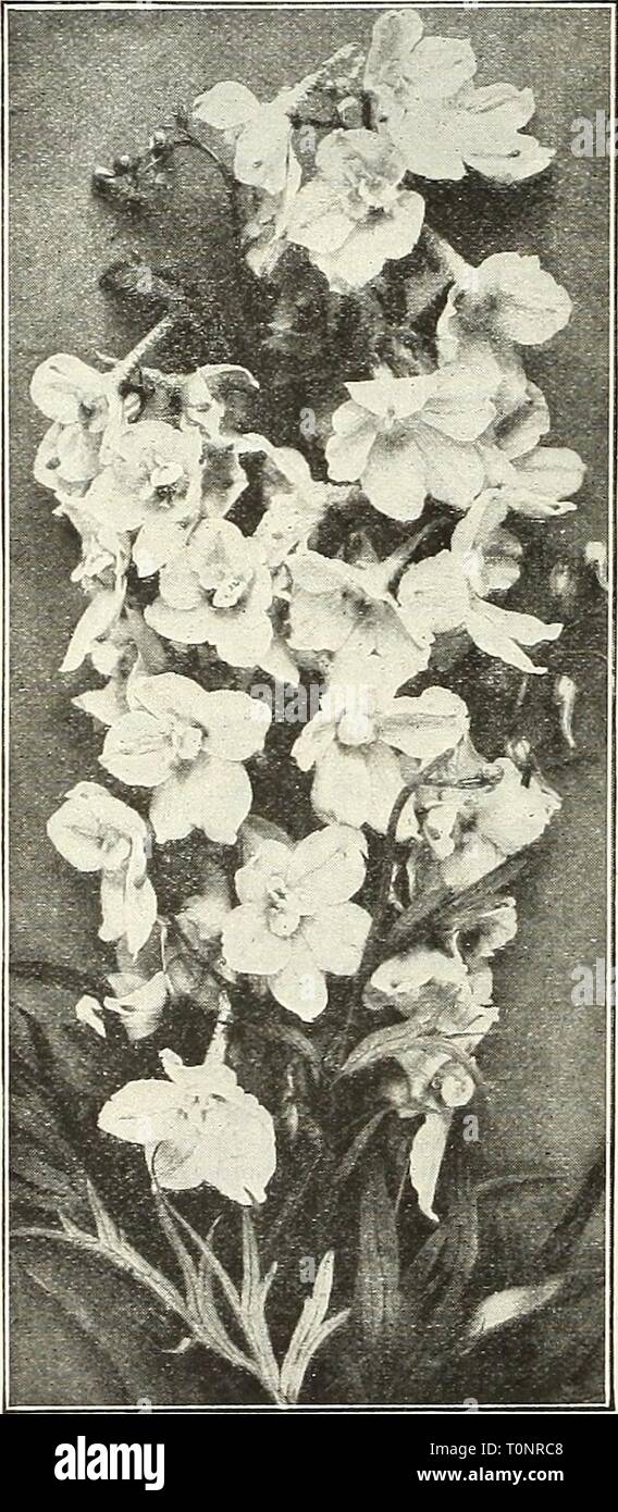 Die Glühlampen 1921 Dreer (1921) Dreer von Glühlampen 1921 dreersbulbs 19211921 henr Jahr: 1921 36 ifl™ MM! EiTt&gt; MJM! J&"! Jft&lt; Jy. k^g™-Bl ^ STRAUCHIGEN CLEMATIS Recta. Wächst Von 2 bis 3 Meter hoch, und produziert duftenden rein weißen Blüten in sehr großen, auffälligen Cluster im Juni und Juli. Integrifolia Cterulea. Eine gute Grenze Pflanze, die von 18 bis 24 cm hoch, mit seiner kleinen, aber interessanten por-celain-blaue Blüten von Juni bis August. 35 cts. Jedes; 3,50 $ pro Doz. DEI^PHINIUMS (Hardy Larkspur) Diese zu Recht eines der beliebtesten Themen im hardy Grenze; Der einfachste Kultur; perfekt Hart Stockfoto