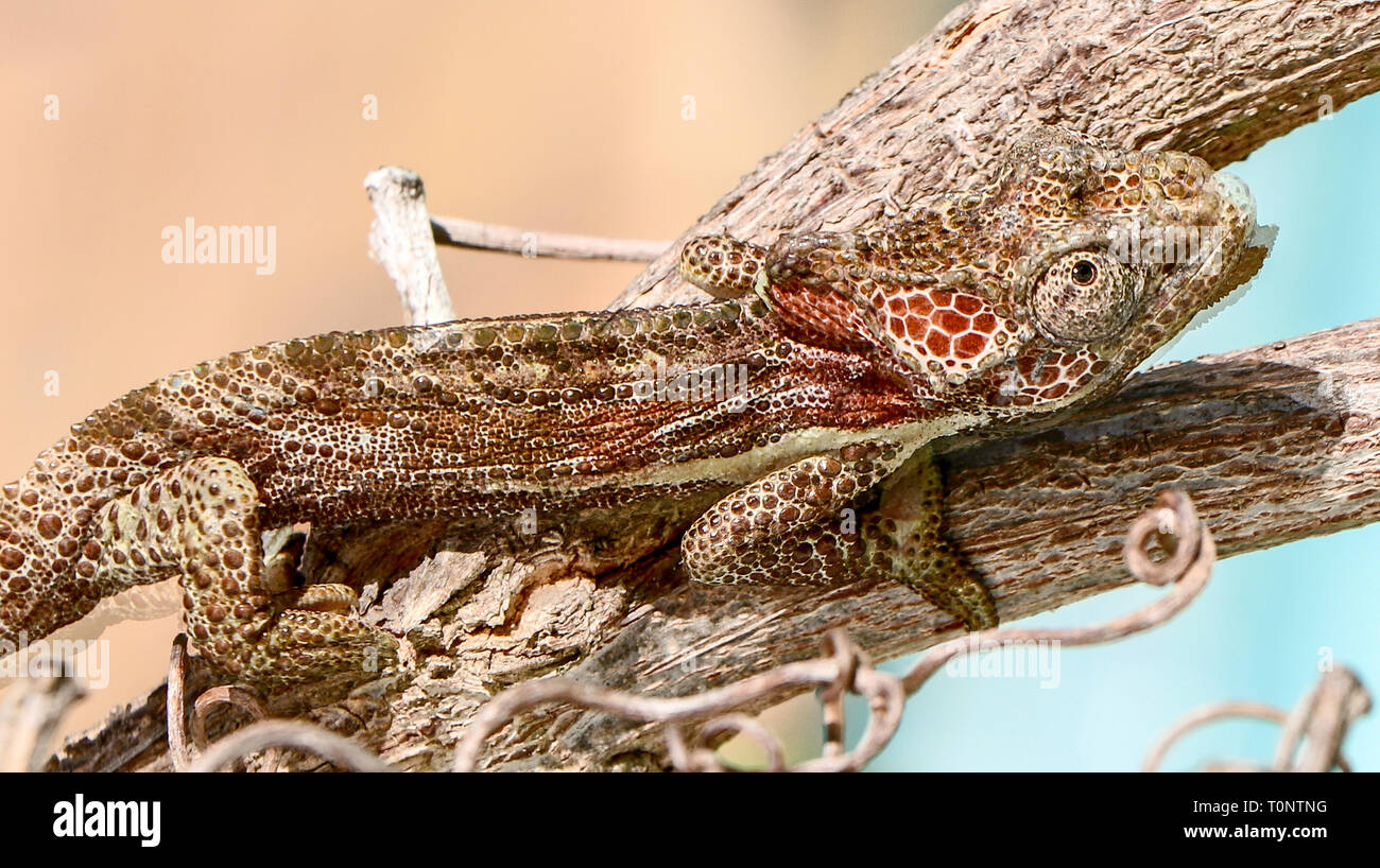 Ein Knysna Dwarf Chameleon Stockfoto