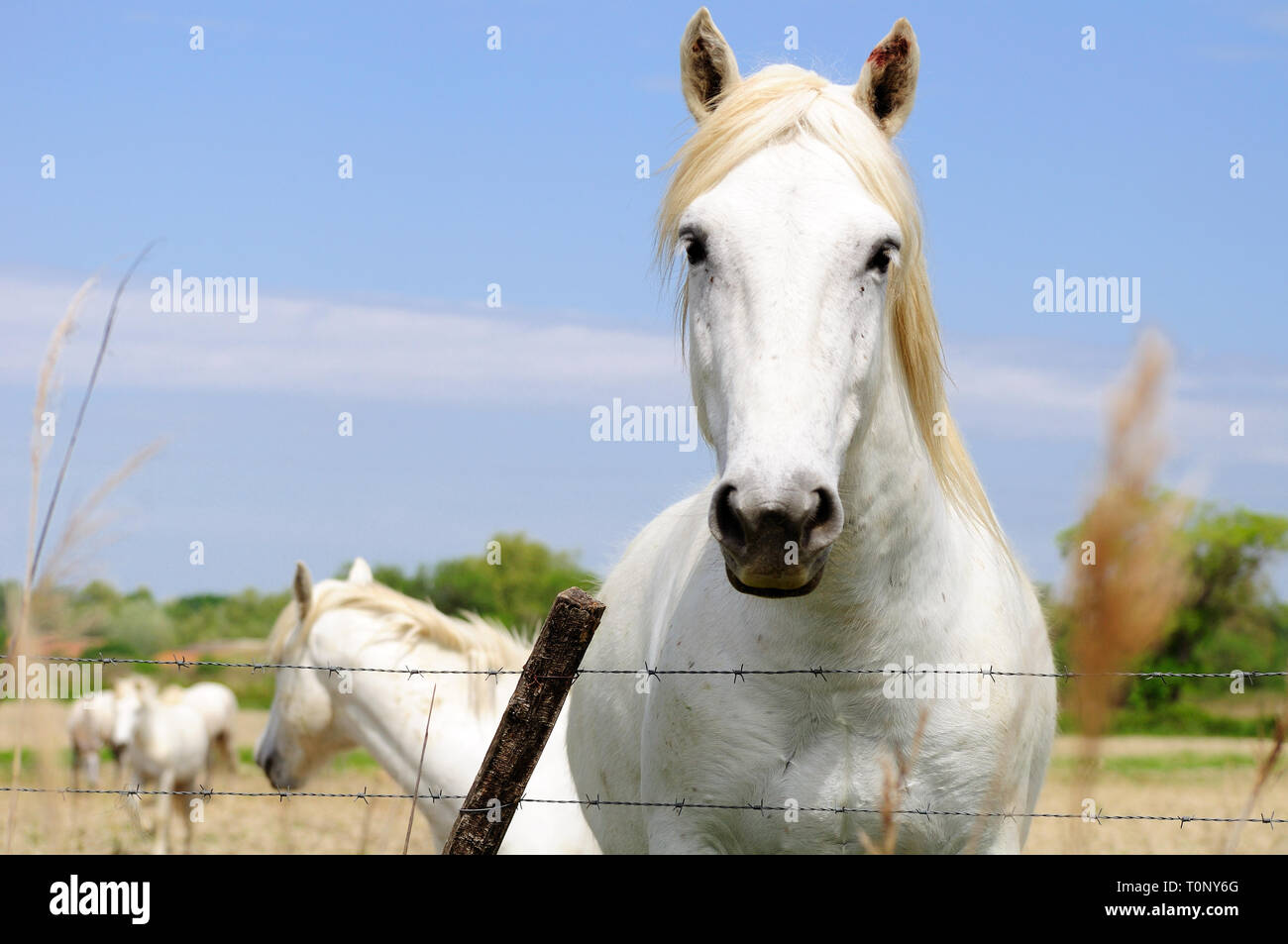 Pferd der besonderen uralte Rasse mit weißer Mähne. Camargue. Frankreich. Stockfoto